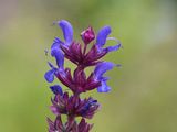 Balkan Clary - Salvia nemorosa L.