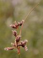 Common Club-Rush - Schoenoplectus lacustris (L.) Palla