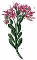 Caucasian-Stonecrop - Sedum spurium M. Bieb.