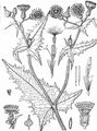 Kohl-Gänsedistel - Sonchus oleraceus L.