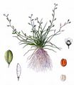 Awlwort - Subularia aquatica L.