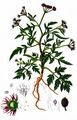 Spreading Hedge-Parsley - Torilis arvensis (Huds.) Link