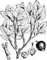 Blaubeere - Vaccinium myrtillus L.