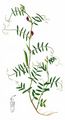 Common Vetch - Vicia sativa L.