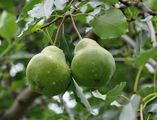 Pyrus communis