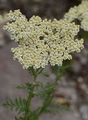 Edle Schafgarbe - Achillea nobilis L.