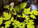 Baneberry - Actaea spicata L.