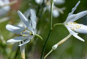 St Bernard's Lily - Anthericum liliago L.