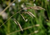 Upright Brome - Bromopsis erecta (Huds.) Fourr.