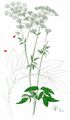 Broad-Leaved Chervil - Chaerophyllum aromaticum L.