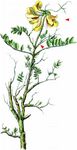 Scheiden-Kronwicke - Coronilla vaginalis Lam. 