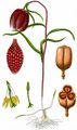 Gewöhnliche Schachblume - Fritillaria meleagris L.