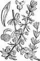 Dreihörniges Labkraut - Galium tricornutum Dandy