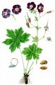 Dusky Crane's-Bill - Geranium phaeum L.