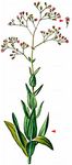 Durchwachsenblättriges Gipskraut - Gypsophila perfoliata L. 