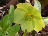 Green Hellebore - Helleborus viridis L.
