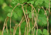 Scorpion Senna - Hippocrepis emerus (L.) Lassen