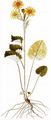 Alpen-Greiskraut - Jacobaea alpina (L.) Moench