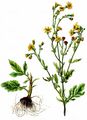 Marsh Ragwort - Jacobaea aquatica (Hill) G. Gaertn. & al.