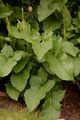 Französischer Milchlattich - Lactuca plumieri (L.) Gren. & Godr.