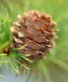 Japanese Larch - Larix kaempferi (Lamb.) Carrière