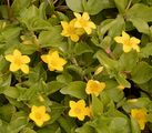 Yellow Pimpernel - Lysimachia nemorum L.