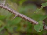 Crab Apple - Malus sylvestris (L.) Mill.
