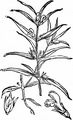 Small Cow-Wheat - Melampyrum sylvaticum L.