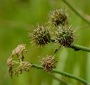 Fine-Leaved Water-Dropwort - Oenanthe aquatica (L.) Poir.