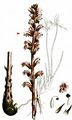 Common Broomrape - Orobanche minor Sm.