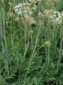 Hirschwurz - Peucedanum cervaria (L.) Lapeyr.