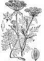 Sumpf-Haarstrang - Peucedanum palustre (L.) Moench