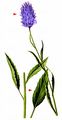 Betony-Leaved Rampion - Phyteuma betonicifolium Vill.
