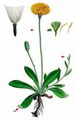 Mouse-Ear-Hawkweed - Pilosella officinarum Vaill.