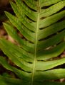 Intermediate Polypody - Polypodium interjectum Shivas