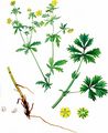 Graues Fingerkraut - Potentilla inclinata Vill.