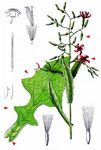 Purpurlattich - Prenanthes purpurea L. 