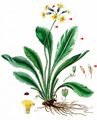Oxlip - Primula elatior (L.) L.