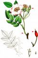 Short-Styled Field-Rose - Rosa stylosa Desv.