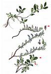 Alpen-Weide - Salix alpina Scop. 