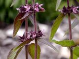 Alpen-Ziest - Stachys alpina L.