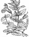Water Germander - Teucrium scordium L.