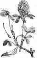 Red Clover - Trifolium pratense L.
