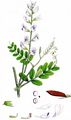 Wood Vetch - Vicia sylvatica L.