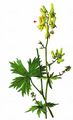Wolf's-Bane - Aconitum lycoctonum L.