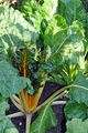 Futter-Rübe - Beta vulgaris L.