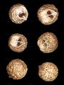 Strahlen-Hohlsame - Bifora radians M. Bieb.