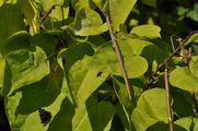 Indian-Bean-Tree - Catalpa bignonioides Walter