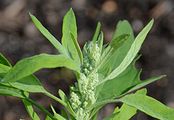 Fig-Leaved Goosefoot - Chenopodium ficifolium Sm.