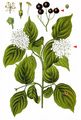Dogwood - Cornus sanguinea L.